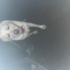 Подробнее об объявлении «Найдена собака кобель Москва» Фото: найдена собака Лабрадор ретривер «Найдена собака кобель Москва» в г. Москва