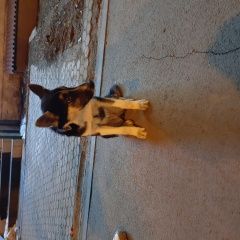 Подробнее об объявлении «Красноярск Найдена собака нашли на аэровокзальная 8» Фото: найдена собака  «Красноярск Найдена собака нашли на...» в г. Красноярск