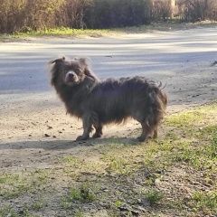 Подробнее об объявлении «Мытищи Найдена собака» Фото: найдена собака  «Мытищи Найдена собака» в г. Мытищи