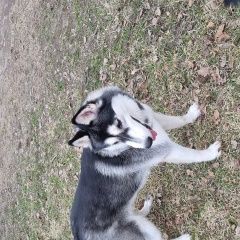 Подробнее об объявлении «Санкт-Петербург Найдена собака девочка хаски» Фото: найдена собака  «Санкт-Петербург Найдена собака девочка хаски» в г. Санкт-Петербург