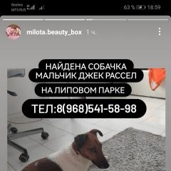 Подробнее об объявлении «Найдена собака кобель Москва» Фото: найдена собака Джек рассел терьер «Найдена собака кобель Москва» в г. Москва
