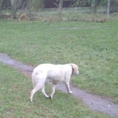 Подробнее об объявлении «Найдена собака белая сука лабрадора в новой усм Новая Усмань» Фото: найдена собака Лабрадор ретривер «Найдена собака белая сука лабрадора в новой усм...» в г. Новая Усмань