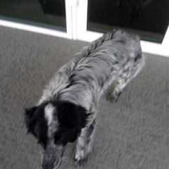 Подробнее об объявлении «Красноярск Найдена собака» Фото: найдена собака  «Красноярск Найдена собака» в г. Красноярск