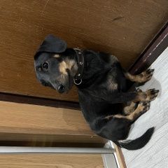 Подробнее об объявлении «Найдена собака такса в новокосино Москва» Фото: найдена собака Такса «Найдена собака такса в новокосино Москва» в г. Москва