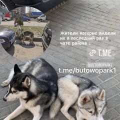 Подробнее об объявлении «Найдена собака кобель два хаски возраст обоих 1-1, 5 года Москва» Фото: найдена собака  «Найдена собака кобель два хаски возраст обоих...» в г. Москва