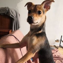 Подробнее об объявлении «Санкт-Петербург Найдена собака срочно» Фото: найдена собака  «Санкт-Петербург Найдена собака срочно» в г. Санкт-Петербург