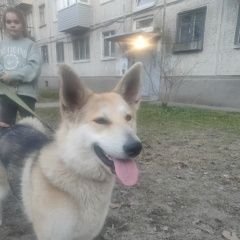 Картинка найдена собака В городе Санкт-Петербург найден сабакен. Санкт-Петербург