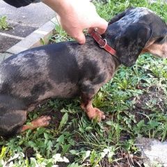 Подробнее об объявлении «Найдена собака кобель такса в тушино Москва» Фото: найдена собака Такса «Найдена собака кобель такса в тушино Москва» в г. Москва