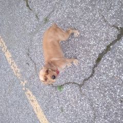 Подробнее об объявлении «Найдена собака Новороссийск» Фото: найдена собака  «Найдена собака Новороссийск» в г. Новороссийск