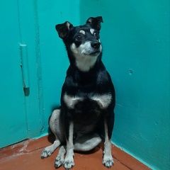 Подробнее об объявлении «Найдена собака кобель, мкр. первомайский Иркутск» Фото: найдена собака  «Найдена собака кобель, мкр. первомайский Иркутск» в г. Иркутск