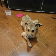 Подробнее об объявлении «Найдена собака Москва» Фото: найдена собака  «Найдена собака Москва» в г. Москва