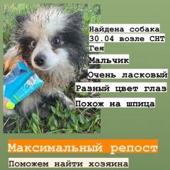 Подробнее об объявлении «Раменское Найдена собака кобель шпиц» Фото: найдена собака  «Раменское Найдена собака кобель шпиц» в г. Раменское