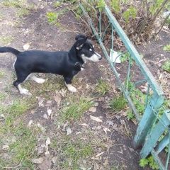 Подробнее об объявлении «Найдена собака чёрная Магнитогорск» Фото: найдена собака  «Найдена собака чёрная Магнитогорск» в г. Магнитогорск