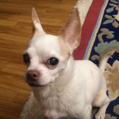 Подробнее об объявлении «Найдена собака кобель Москва» Фото: найдена собака Чихуахуа «Найдена собака кобель Москва» в г. Москва