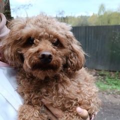 Подробнее об объявлении «Мытищи Найдена собака кобель ищем старых или новых хозяев» Фото: найдена собака Пудель «Мытищи Найдена собака кобель ищем старых или...» в г. Мытищи