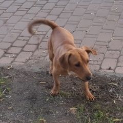 Подробнее об объявлении «Найдена собака бегал песик возле ст м коломенское Москва» Фото: найдена собака  «Найдена собака бегал песик возле ст м...» в г. Москва