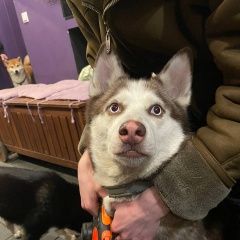 Подробнее об объявлении «Санкт-Петербург Найдена собака хаски» Фото: найдена собака Сибирская хаски «Санкт-Петербург Найдена собака хаски» в г. Санкт-Петербург