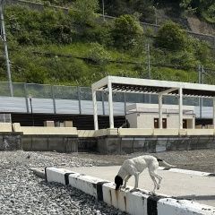 Подробнее об объявлении «Найдена собака курцхаар. молодая девочка Сочи» Фото: найдена собака Курцхаар «Найдена собака курцхаар. молодая девочка Сочи» в г. Сочи