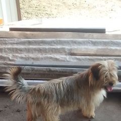 Подробнее об объявлении «Аксай (Ростовская обл.) Найдена собака хозяева, отзовитесь» Фото: найдена собака  «Аксай (Ростовская обл.) Найдена собака хозяева,...» в г. Аксай (Ростовская обл.)