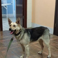 Подробнее об объявлении «Найдена собака Москва» Фото: найдена собака  «Найдена собака Москва» в г. Москва