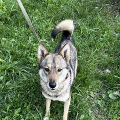 Подробнее об объявлении «Липецк Найдена собака лайка» Фото: найдена собака  «Липецк Найдена собака лайка» в г. Липецк