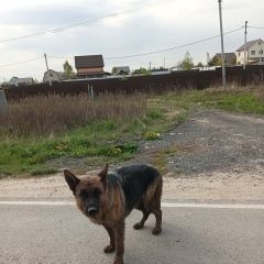 Картинка найдена собака В городе Чехов нашлась собаченка. Чехов
