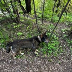 Подробнее об объявлении «Найдена собака кобель в двух ошейниках Москва» Фото: найдена собака  «Найдена собака кобель в двух ошейниках Москва» в г. Москва