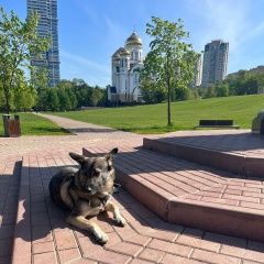 Подробнее об объявлении «Найдена собака Москва» Фото: найдена собака  «Найдена собака Москва» в г. Москва