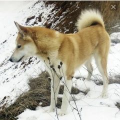 Подробнее об объявлении «Липецк Найдена собака кобель» Фото: найдена собака Западно-сибирская лайка «Липецк Найдена собака кобель» в г. Липецк