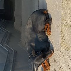 Подробнее об объявлении «Набережные Челны Найдена собака 32 комплекс, подземный переход, имеются» Фото: найдена собака  «Набережные Челны Найдена собака 32 комплекс,...» в г. Набережные Челны