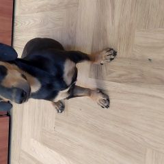 Подробнее об объявлении «Найдена собака кобель Иркутск» Фото: найдена собака Такса «Найдена собака кобель Иркутск» в г. Иркутск