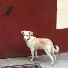 Подробнее об объявлении «Найдена собака бирюлево-восточное Москва» Фото: найдена собака  «Найдена собака бирюлево-восточное Москва» в г. Москва