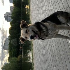 Подробнее об объявлении «Найдена собака кобель Москва» Фото: найдена собака  «Найдена собака кобель Москва» в г. Москва