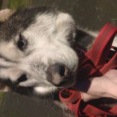 Подробнее об объявлении «Найдена собака кобель нашли хаски. отрадное Москва» Фото: найдена собака  «Найдена собака кобель нашли хаски. отрадное Москва» в г. Москва