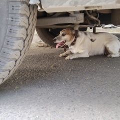 Подробнее об объявлении «Найдена собака кто потерял собаку? Малаховка» Фото: найдена собака  «Найдена собака кто потерял собаку? Малаховка» в г. Малаховка