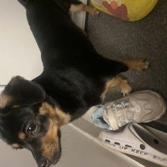 Подробнее об объявлении «Красноярск Найдена собака внимание» Фото: найдена собака  «Красноярск Найдена собака внимание» в г. Красноярск