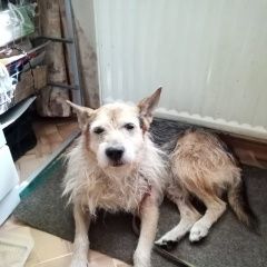 Подробнее об объявлении «Найдена собака кобель Москва» Фото: найдена собака  «Найдена собака кобель Москва» в г. Москва