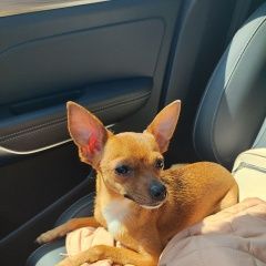 Подробнее об объявлении «Найдена собака на ул. зверева, г. Иркутск» Фото: найдена собака Той-терьер «Найдена собака на ул. зверева, г. Иркутск» в г. Иркутск