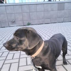 Подробнее об объявлении «Красноярск Найдена собака» Фото: найдена собака  «Красноярск Найдена собака» в г. Красноярск