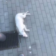 Картинка найдена собака В городе Батайск замечен пёсель. Батайск
