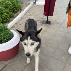 Картинка найдена собака В городе Ессентуки замечена собачушка. Ессентуки