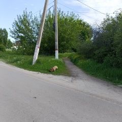 Подробнее об объявлении «Найдена собака кобель французский бульдог Новая Усмань» Фото: найдена собака Французский бульдог «Найдена собака кобель французский бульдог Новая...» в г. Новая Усмань