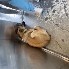 Подробнее об объявлении «Красноярск Найдена собака» Фото: найдена собака  «Красноярск Найдена собака» в г. Красноярск