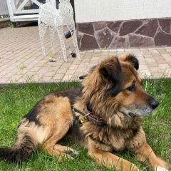 Подробнее об объявлении «Найдена собака кобель район куркино, Москва» Фото: найдена собака  «Найдена собака кобель район куркино, Москва» в г. Москва