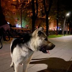 Подробнее об объявлении «Найдена собака кобель Москва» Фото: найдена собака  «Найдена собака кобель Москва» в г. Москва