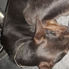 Подробнее об объявлении «Найдена собака около жк притяжение Анапа» Фото: найдена собака  «Найдена собака около жк притяжение Анапа» в г. Анапа