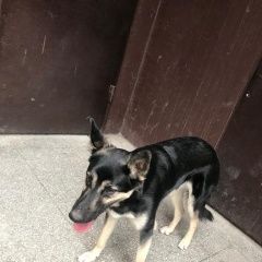 Подробнее об объявлении «Найдена собака кобель Иркутск» Фото: найдена собака  «Найдена собака кобель Иркутск» в г. Иркутск