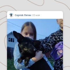 Подробнее об объявлении «Найдена собака добрый вечер, ни кто не терял пёселя)) д Бор» Фото: найдена собака  «Найдена собака добрый вечер, ни кто не терял...» в г. Бор