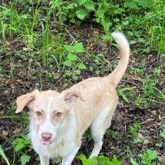 Подробнее об объявлении «Найдена собака девочка, ошейник Москва» Фото: найдена собака  «Найдена собака девочка, ошейник Москва» в г. Москва