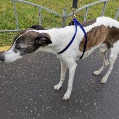 Подробнее об объявлении «Найдена собака кобель уиппет Москва» Фото: найдена собака Уиппет «Найдена собака кобель уиппет Москва» в г. Москва